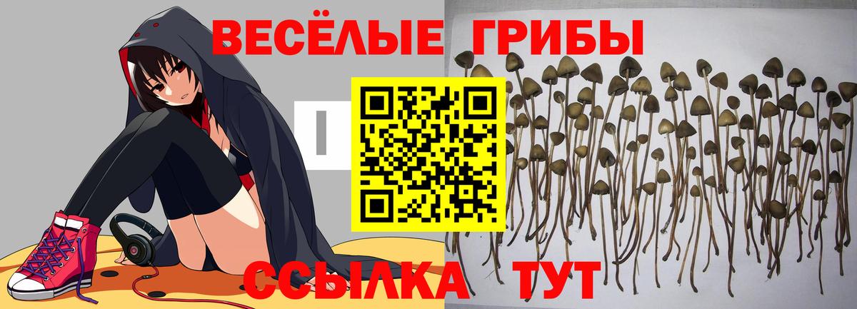 Псилоцибиновые грибы GOLDEN TEACHER  Галлюциногенные грибы MAGIC MUSHROOMS  Вход с VPN  Апрелевка 